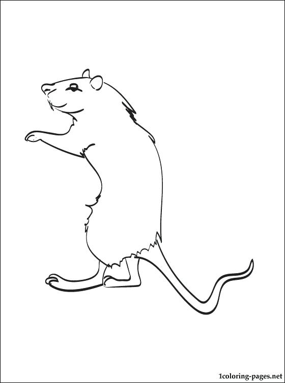 560x750 Gerbil Coloring Pages