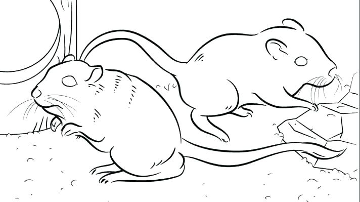 712x399 Rat Coloring Pages Rat Coloring Pages Rat Coloring Pages Rat