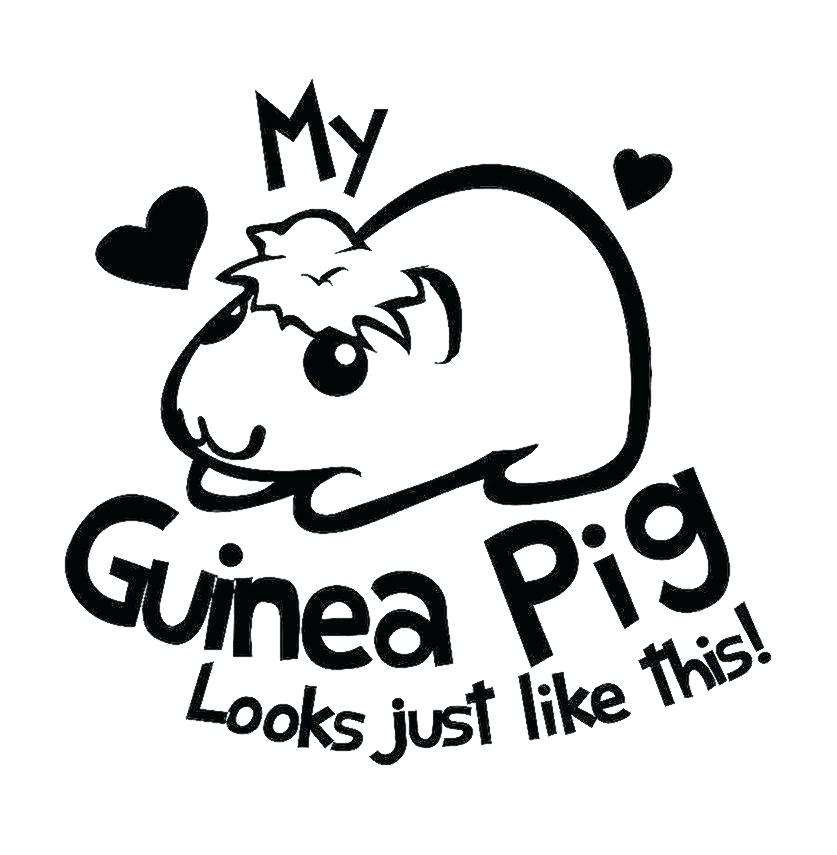 837x855 Coloring Gerbil Coloring Pages Guinea Pig Page Free Printable