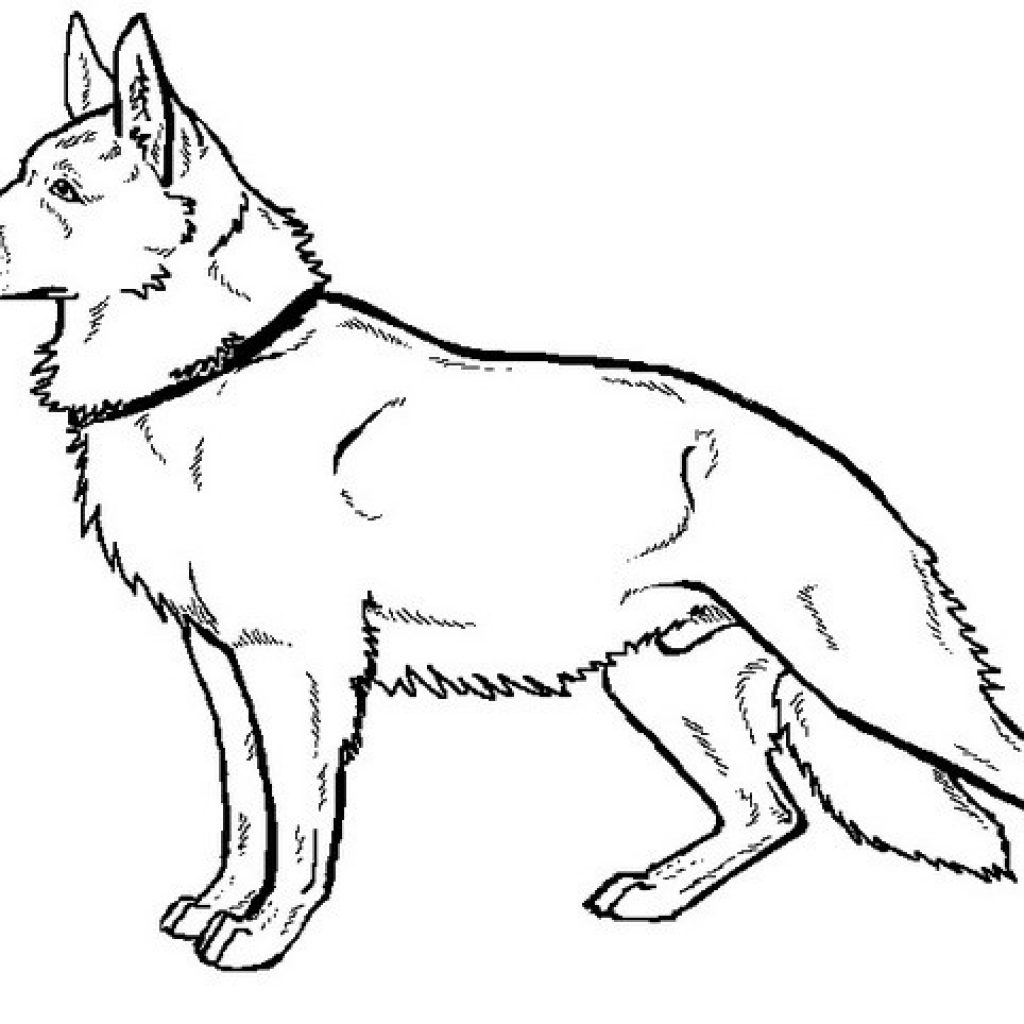 1024x1024 Drawn German Shepherd Coloring Page Pencil And In Color Drawn