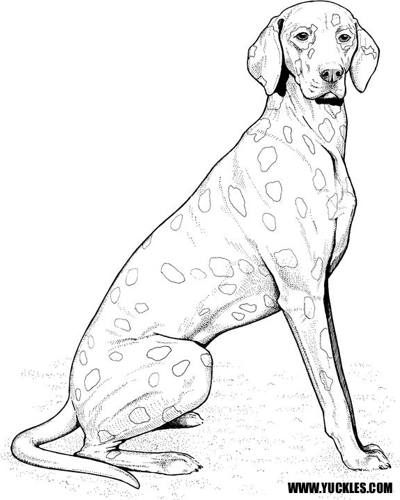574x718 Dalmatian Coloring Page By Yuckles!