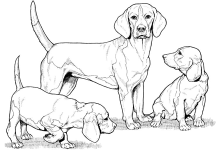440x300 Dog Coloring Pages By Yuckles!