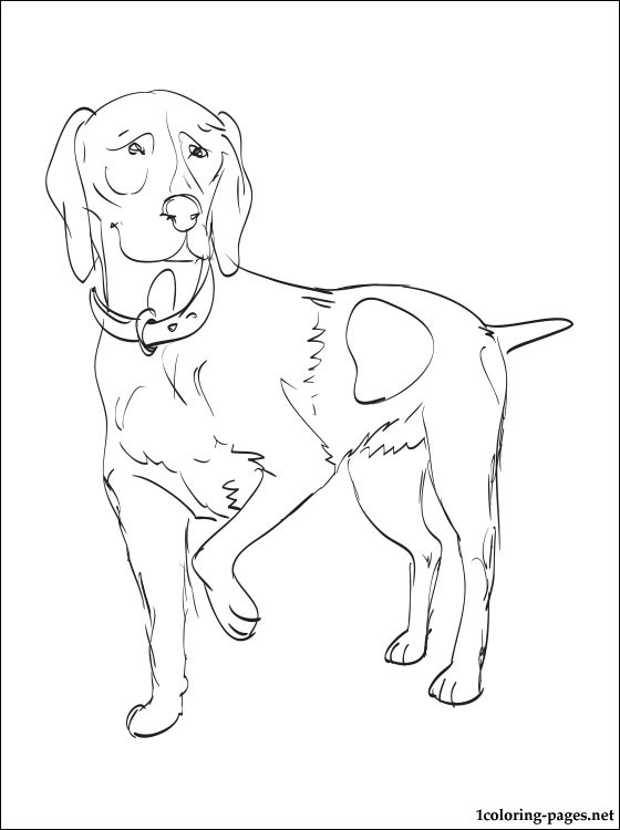 560x750 German Shorthaired Pointer Coloring Page Coloring Pages