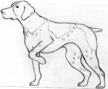347x284 Drawing Wire Haired Pointer