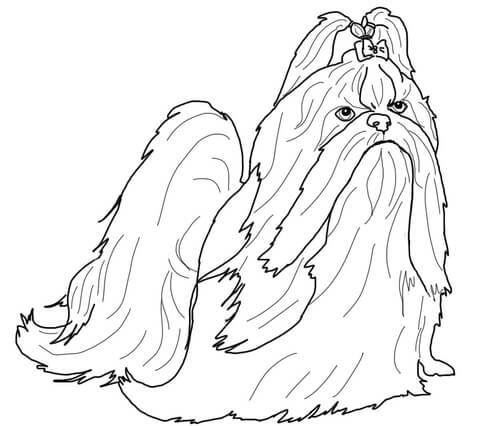480x426 Cockapoo Dog Coloring Page