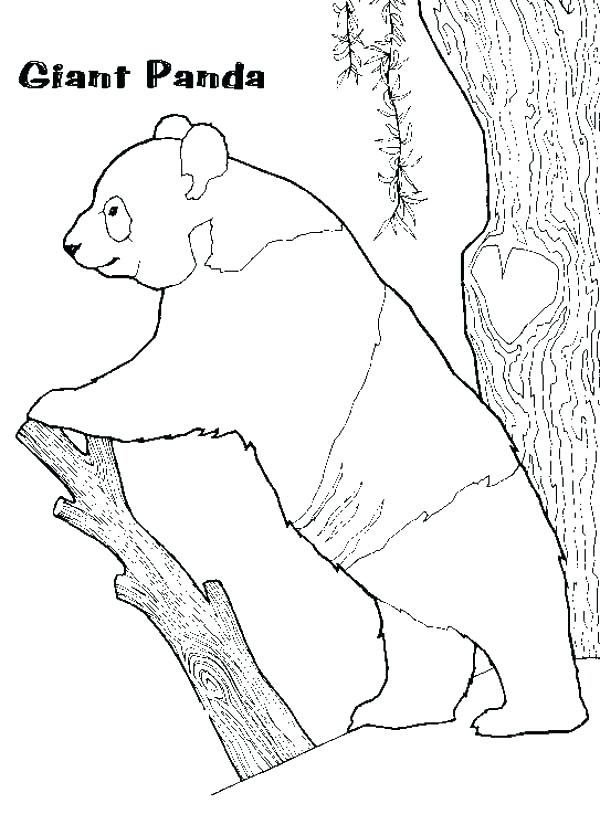 600x814 Giant Panda Coloring Page Panda Coloring Pages Panda Colouring