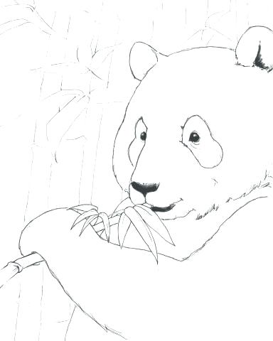 384x480 Giant Panda Drawing Giant Panda Coloring Page Endangered Animals