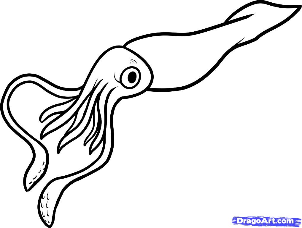 1018x771 Squid Coloring Pages