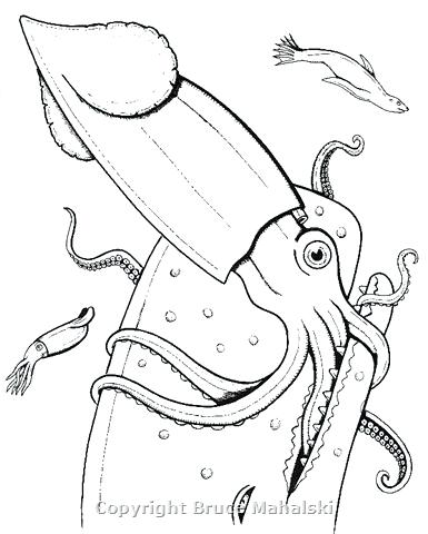 385x480 Squid Coloring Pages Squid Animal Coloring Pages Giant Squid
