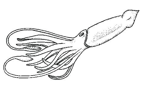 480x307 Squid Coloring Page