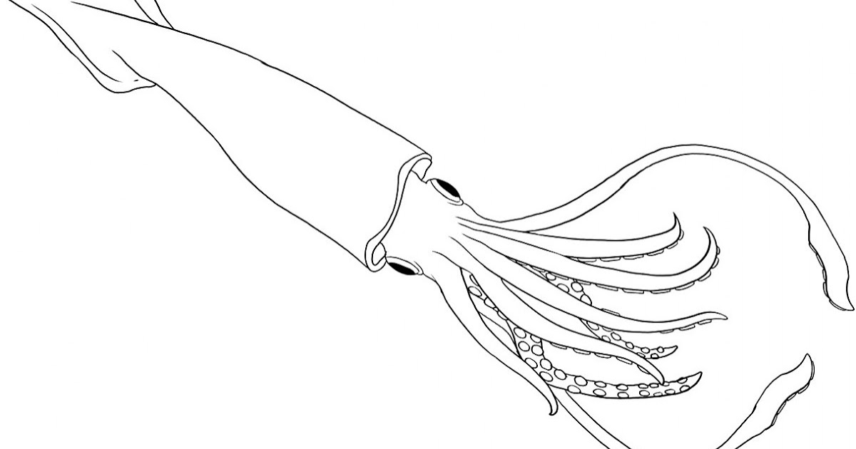 1200x630 Giant Squid Coloring Pages Giant Squid Drawing At Getdrawings Free