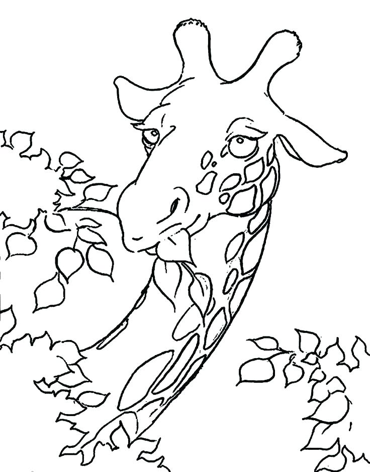 736x937 Giraffe Color Page Giraffes Coloring Pages Giraffe Coloring Page
