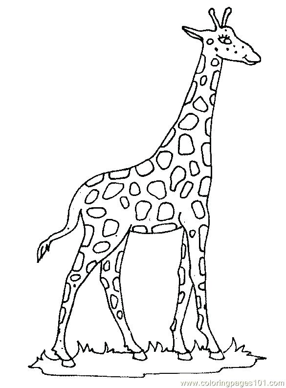 585x794 Giraffes Coloring Pages Giraffes Coloring Pages Giraffe Coloring