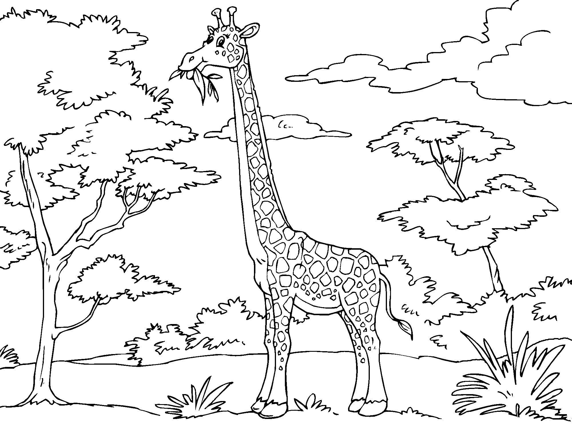 2000x1500 Print Amp Download Giraffe Coloring Pages For Kids To Have Fun