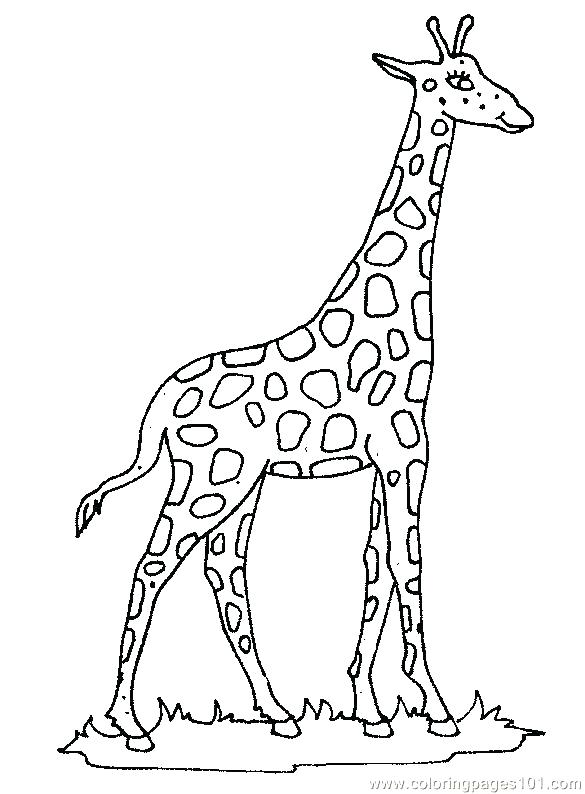 585x794 Coloring Pages Of Giraffes Coloring Pages Giraffe Zoo Coloring