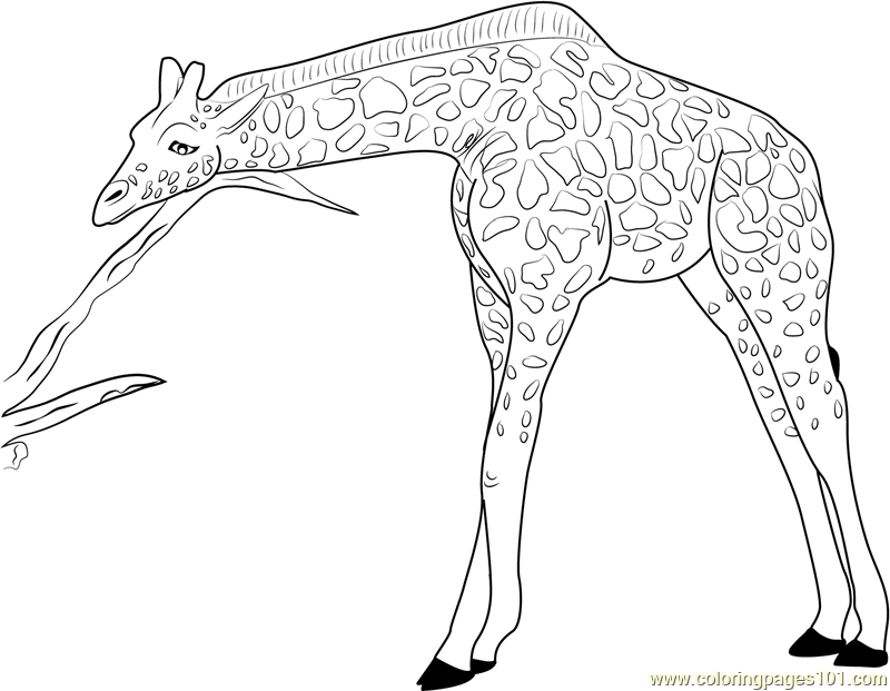 800x621 Giraffe Coloring Pages