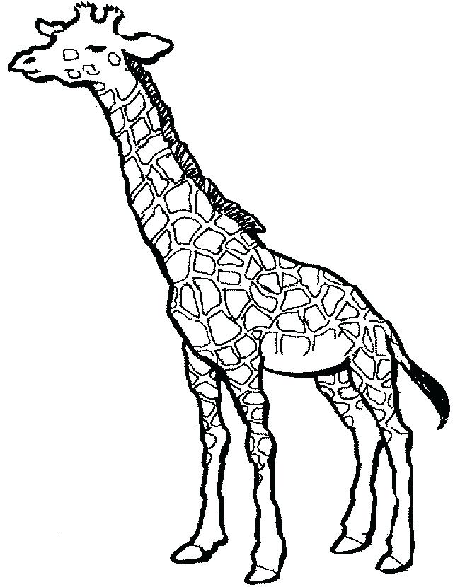 650x830 Giraffe Color Page Giraffe Without Sports Coloring Pages Giraffe