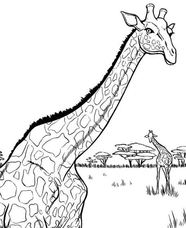 600x734 African Giraffe Coloring Page