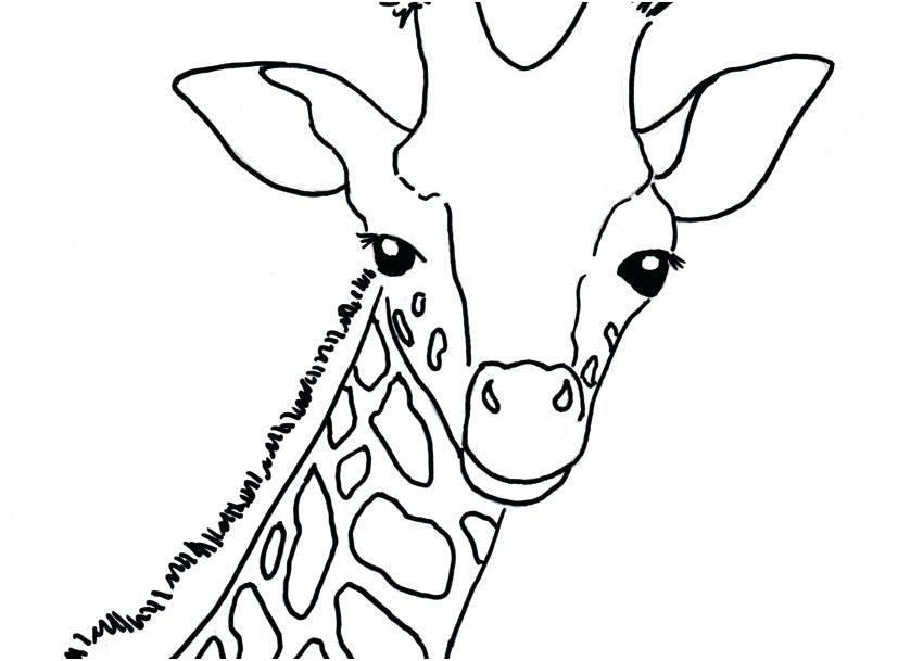 827x609 Giraffes Coloring Pages Baby Giraffe Coloring Pages As Well As