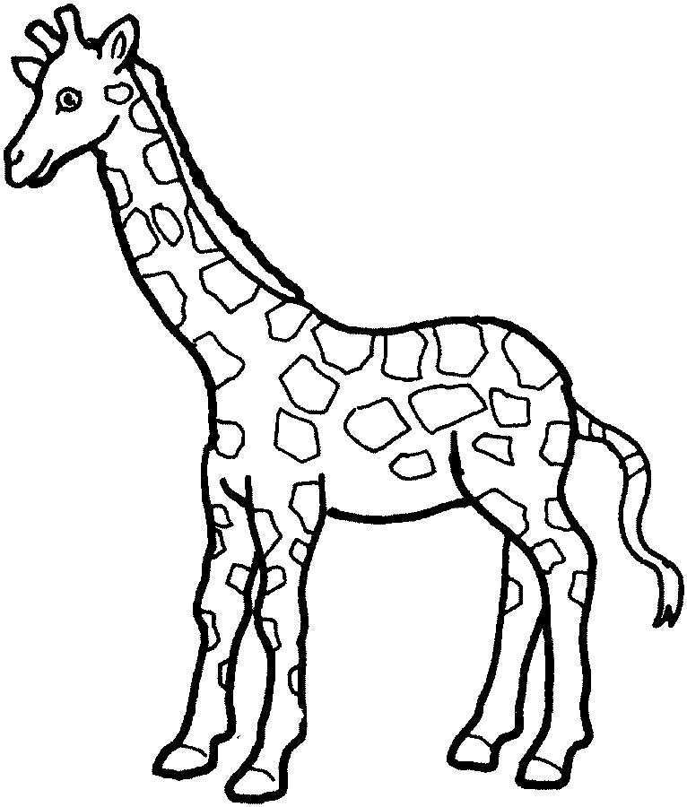 766x900 Simple Giraffe Outline Print Out And Color Pictures Of A Variety