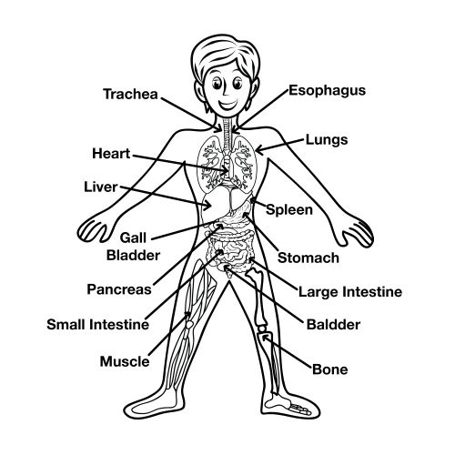 500x500 Human Body Coloring Pages For Preschoolers 2014