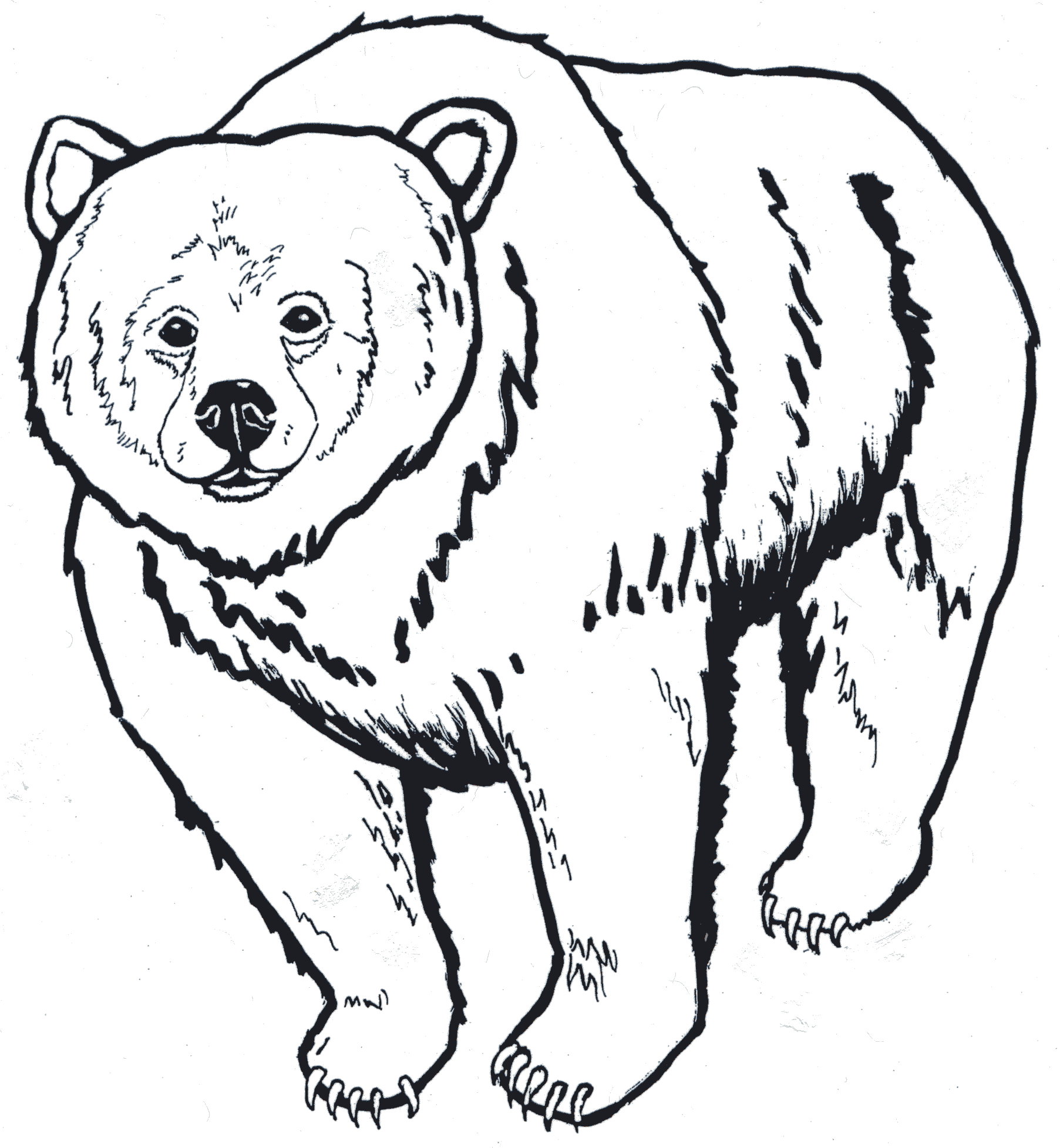 1805x1956 K 3, Unit Four, Activity 2 Which Bear