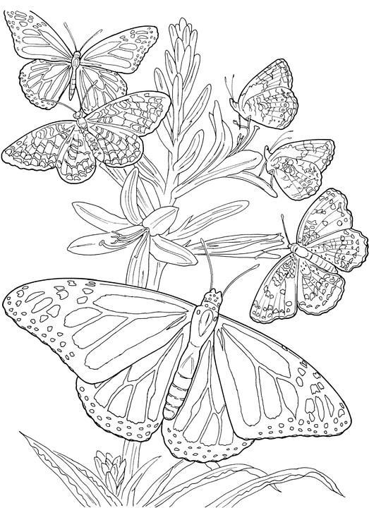 523x720 Gmc Coloring Pages New 88 Best Adult Colouring Images