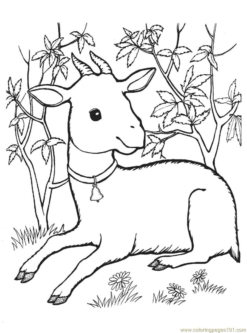800x1080 Goat Coloring Pages