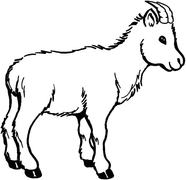 600x581 Wildlife Of Goat Coloring Pages Color Luna