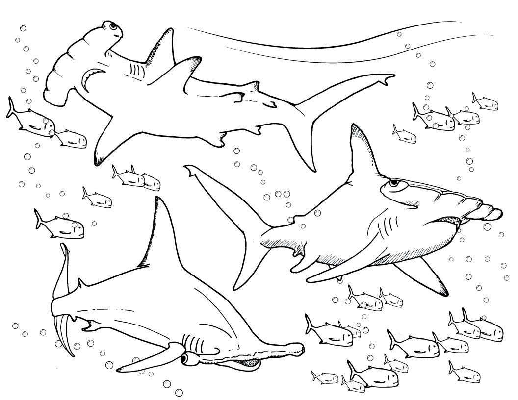 1056x816 Goblin Shark Drawing