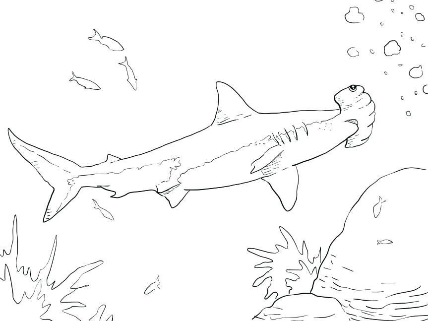 863x647 Marvellous Hammerhead Shark Coloring Pages Marvellous Hammerhead