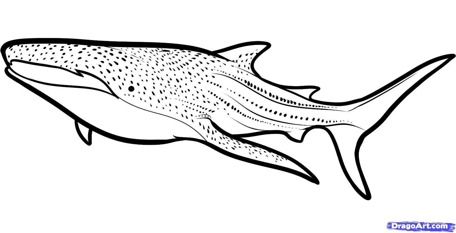 1557x798 Refundable Whale Shark Coloring Pages New Shee
