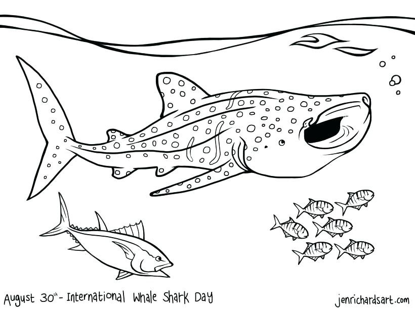 820x615 Whale Shark Coloring Pages Free Page Beluga Sheet And The Plus Pa