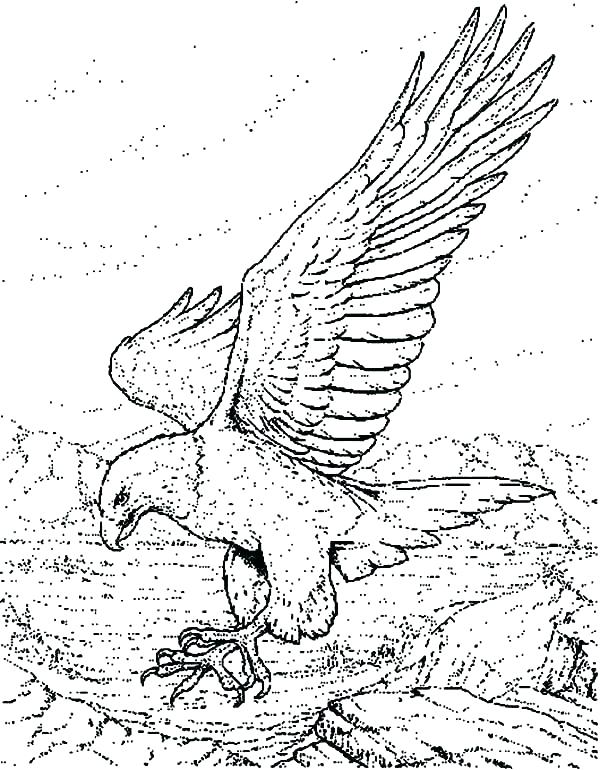 600x770 Eagle Coloring Page Bald Eagle Coloring Pictures Bald Eagle