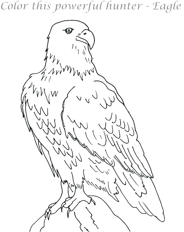 618x780 Eagle Coloring Page Easy Golden Eagle Coloring Page North Largest