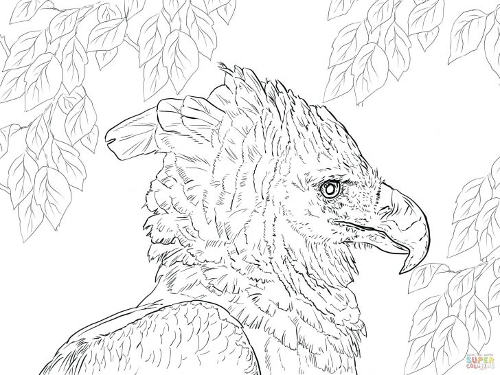 728x546 Eagle Coloring Page Golden Pages Free Harpy Portrait Cartoon