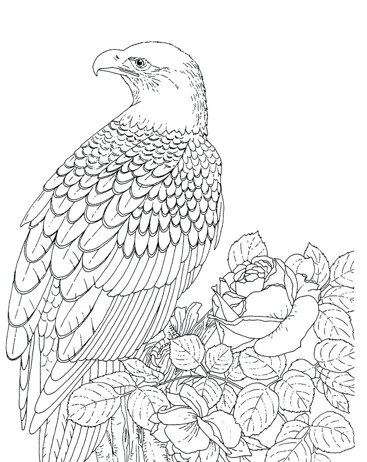 736x926 Eagle Coloring Sheet Baby Eagle Coloring Pages Mexican Golden