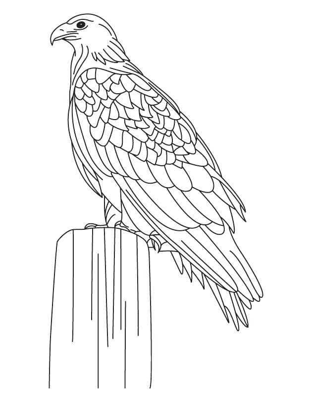 630x810 Harpy Eagle Coloring Page Golden Eagle Coloring Harpy Eagle