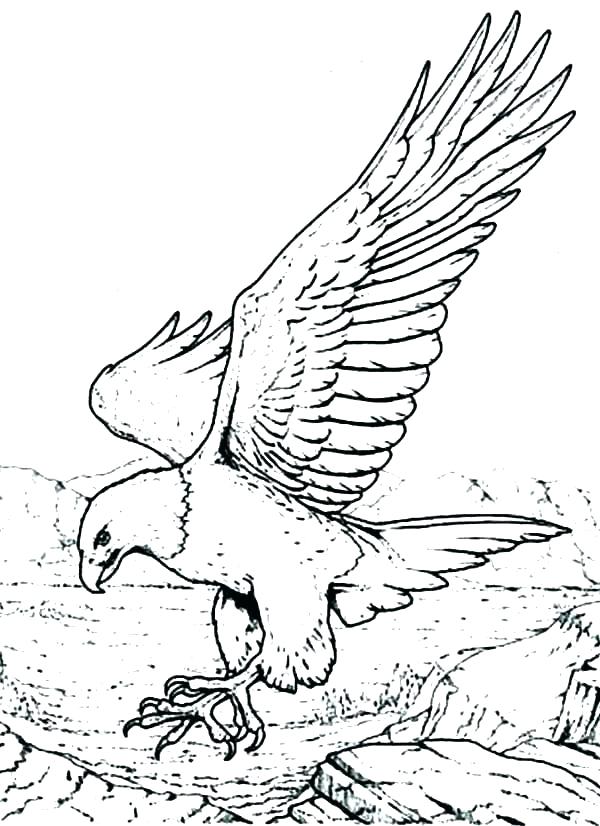 600x826 Bald Eagle Coloring Pages Free Bald Eagle Coloring Pages Free