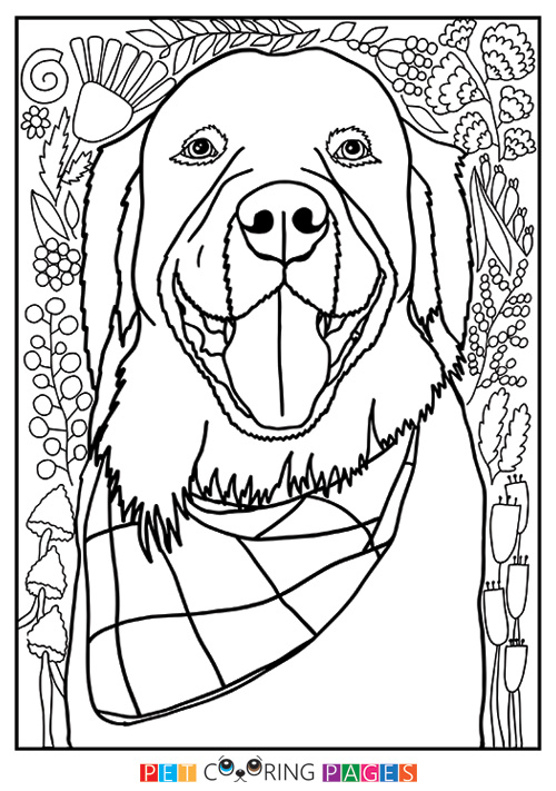500x711 Golden Retriever Coloring Page Booker