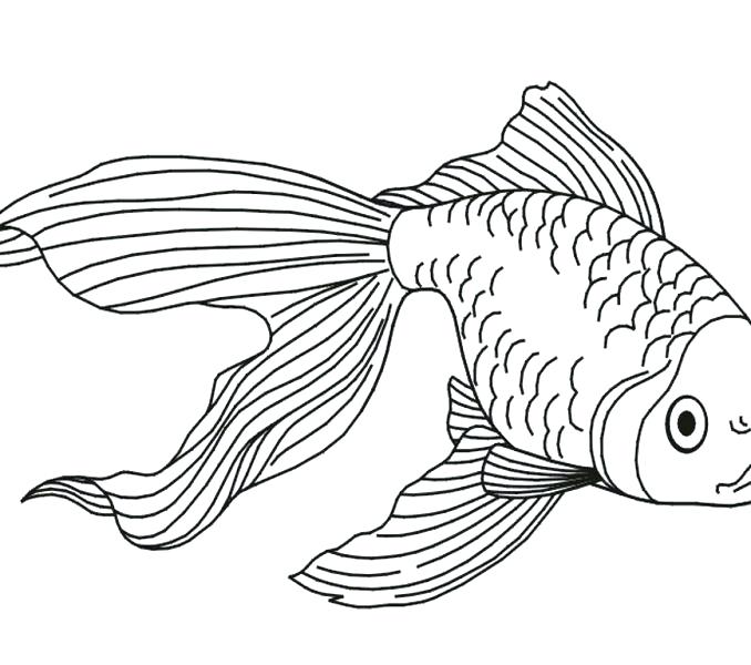 678x600 Goldfish Coloring Page Goldfish Coloring Page Goldfish Coloring