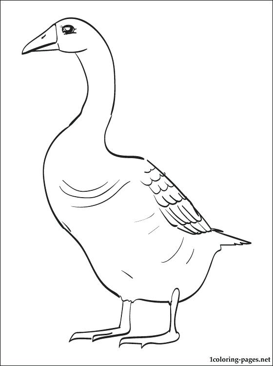560x750 Goose Coloring Page Goose Printable Coloring Page Goosebumps
