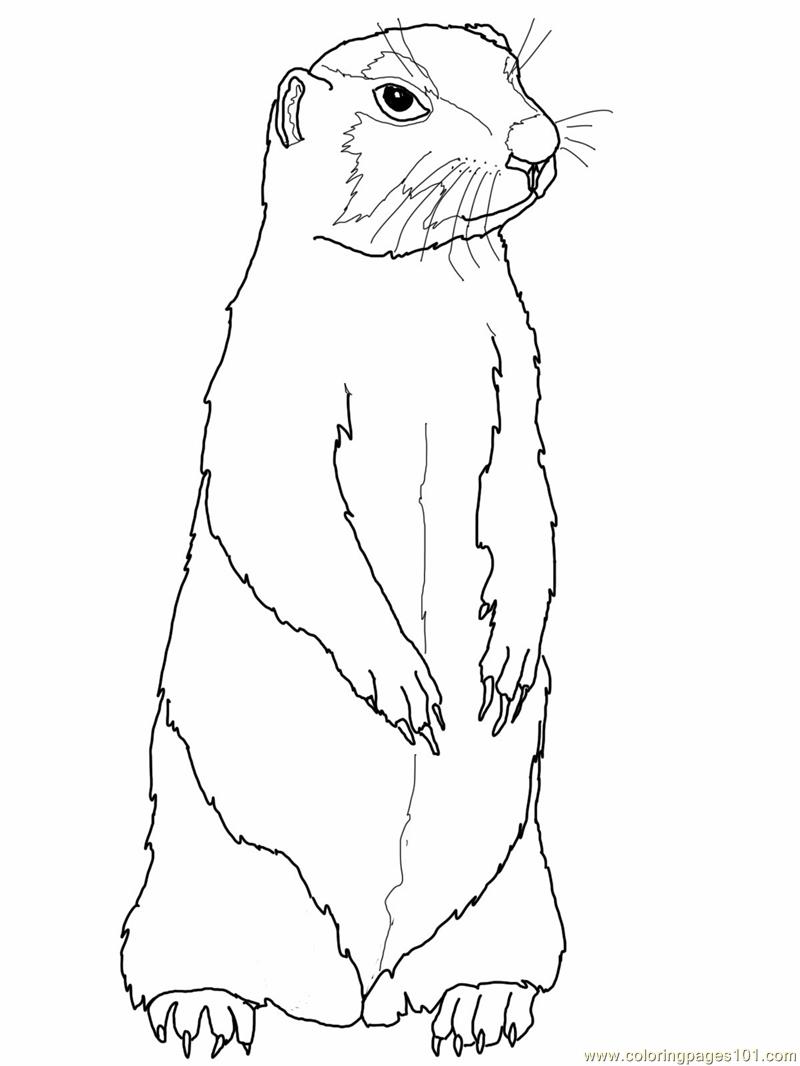 800x1066 Prairie Gopher Or Prairie Dog Coloring Page