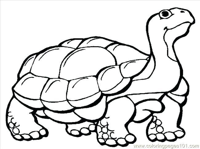650x487 Tortoise Coloring Page Tortoise 1 Coloring Page Gopher Tortoise