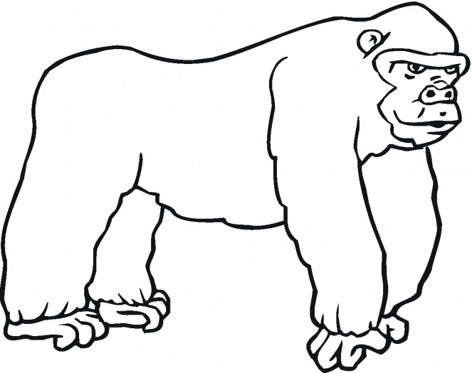 663x525 Coloring Page Gorilla 12