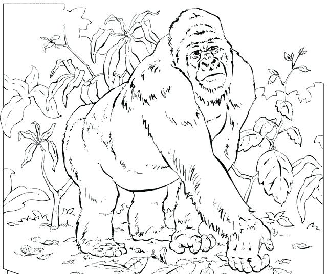643x536 Gorilla Coloring Page Gorilla Face Coloring Pages Gorilla Gorilla