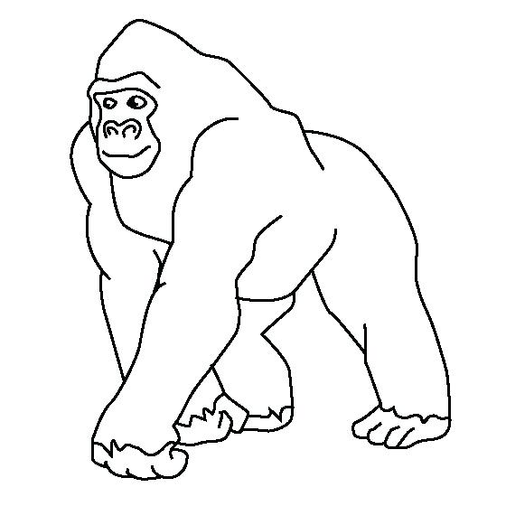 560x560 Gorilla Coloring Pages Free Gorilla Coloring Page Printable