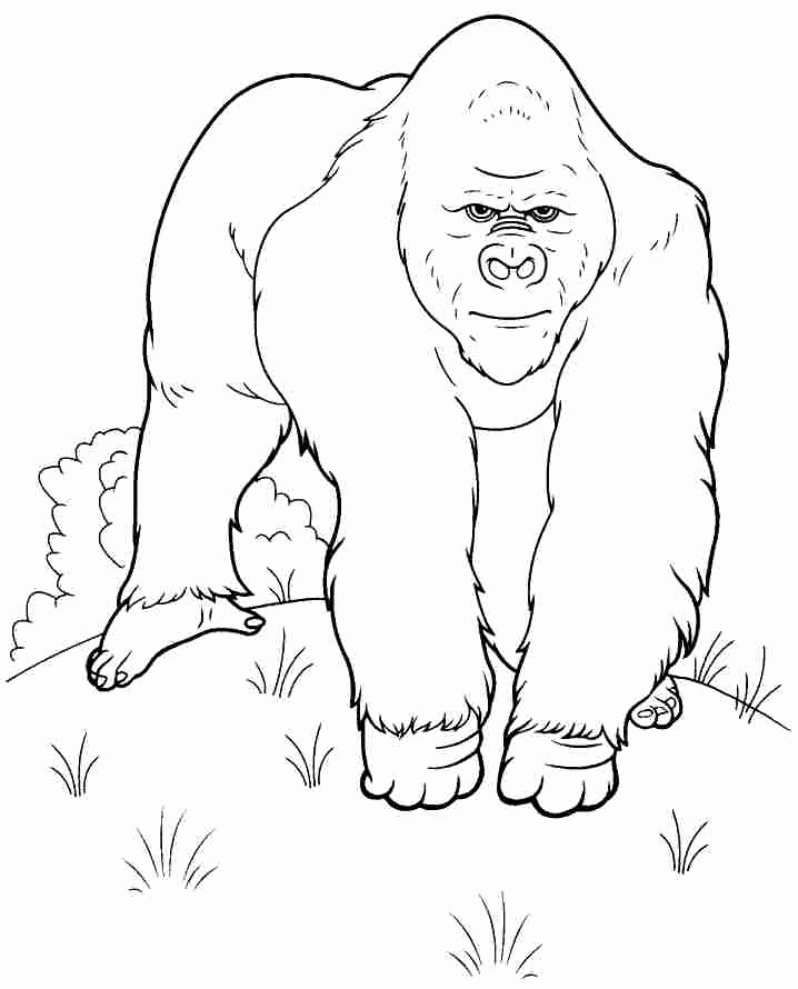718x890 Gorilla Coloring Pages Stock Gorilla 46 Animals Printable