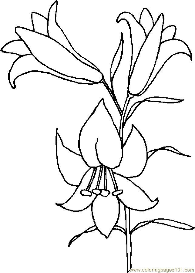 643x900 Easter Lily Drawing Lily Coloring Page Patterns