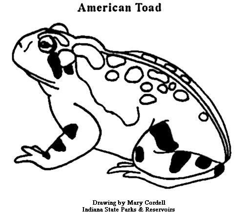 500x435 Dnr Coloring Pages